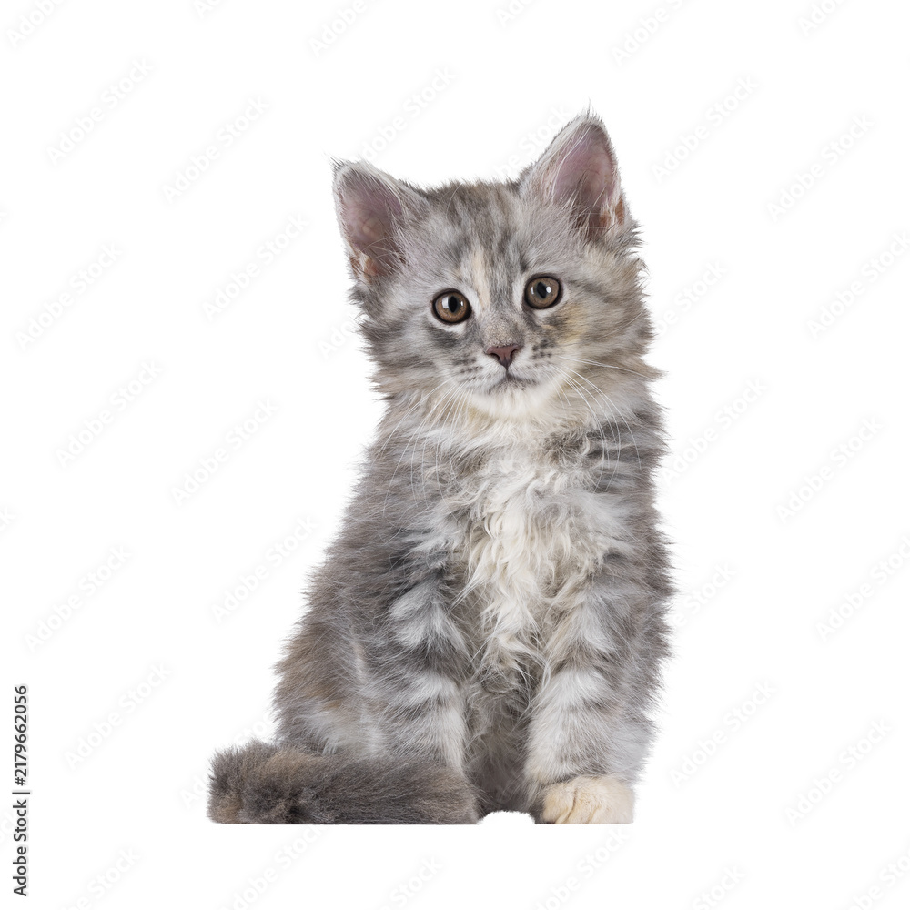 Obraz premium Adorable pastel colored Maine Coon cat kitten, sitting up facing front. Looking straight to camera. Isolated cutout on a transparent background.