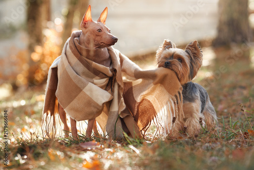 American Hairless Terrier dog and Yorkshire Terrier dog stand together in autumn woodland. Warm scarves and soft golden sunlight create a cozy seasonal pet scene.