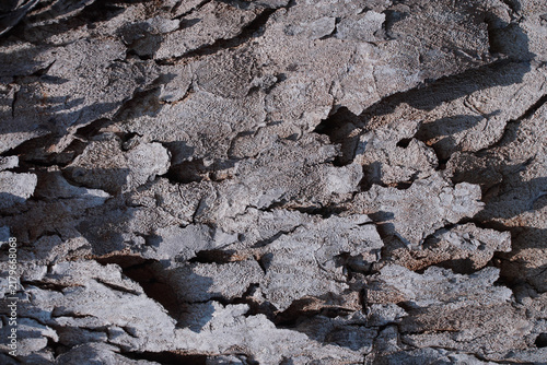 Fotografie Close-up of rough, weathered tree bark with deep cracks, peeling layers, and rug