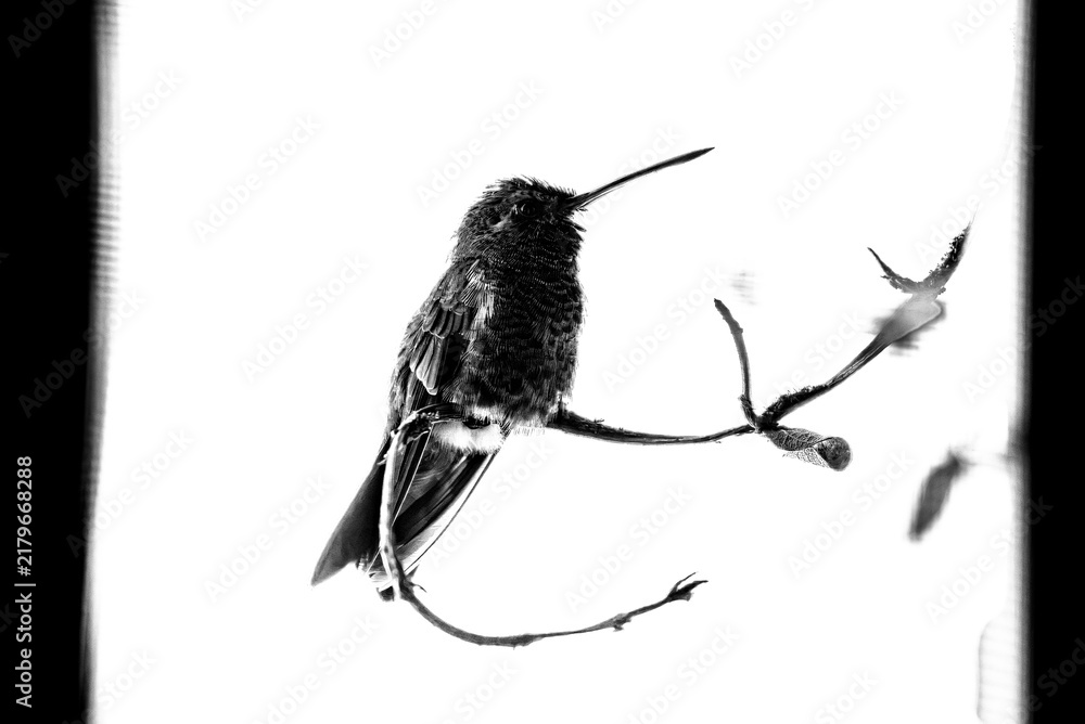 Obraz premium colibrí, ave, pájaro, naturaleza, fauna, vida silvestre, aves silvestres, colibrí en blanco y negro, fotografía en blanco y negro, alto contraste, silueta, plumaje, plumas, pico largo, ave posada, ram