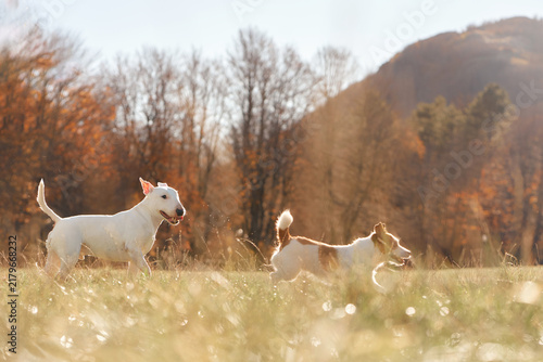Bull Terrier and American Hairless Terrier dogs explore a golden field together. Distant mountains and warm fall light create a scenic hiking and travel adventure setting.