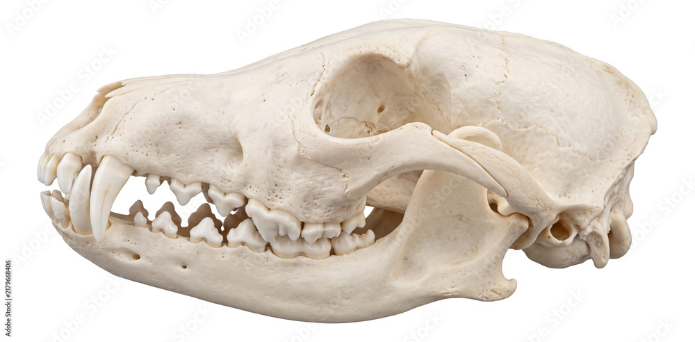 Obraz premium side profile of a clean white red fox animal skull with sharp canine teeth on a transparent background