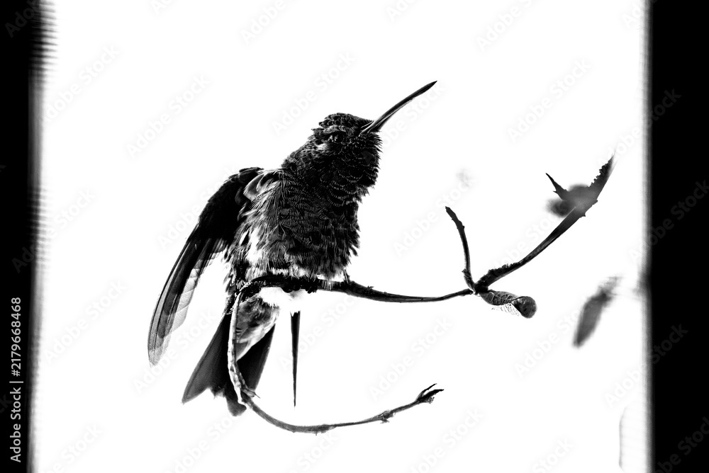 Obraz premium colibrí, ave, pájaro, naturaleza, fauna, vida silvestre, aves silvestres, colibrí en blanco y negro, fotografía en blanco y negro, alto contraste, silueta, plumaje, plumas, pico largo, ave posada, ram