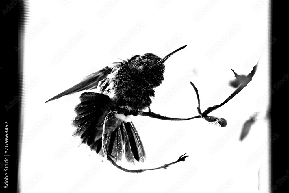 Obraz premium colibrí, ave, pájaro, naturaleza, fauna, vida silvestre, aves silvestres, colibrí en blanco y negro, fotografía en blanco y negro, alto contraste, silueta, plumaje, plumas, pico largo, ave posada, ram