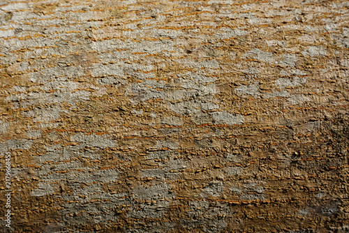 Cuadro en lienzo Close-up of rough weathered tree bark with natural ridges, flaky patches, and ea
