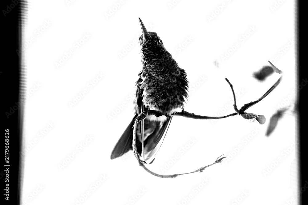 Obraz premium colibrí, ave, pájaro, naturaleza, fauna, vida silvestre, aves silvestres, colibrí en blanco y negro, fotografía en blanco y negro, alto contraste, silueta, plumaje, plumas, pico largo, ave posada, ram
