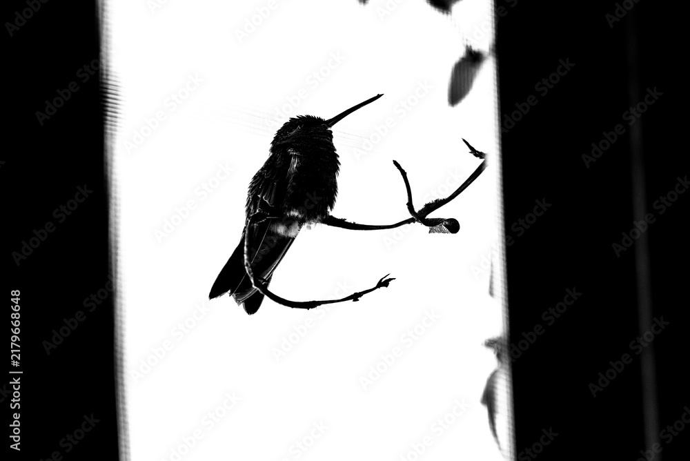 Obraz premium colibrí, ave, pájaro, naturaleza, fauna, vida silvestre, aves silvestres, colibrí en blanco y negro, fotografía en blanco y negro, alto contraste, silueta, plumaje, plumas, pico largo, ave posada, ram