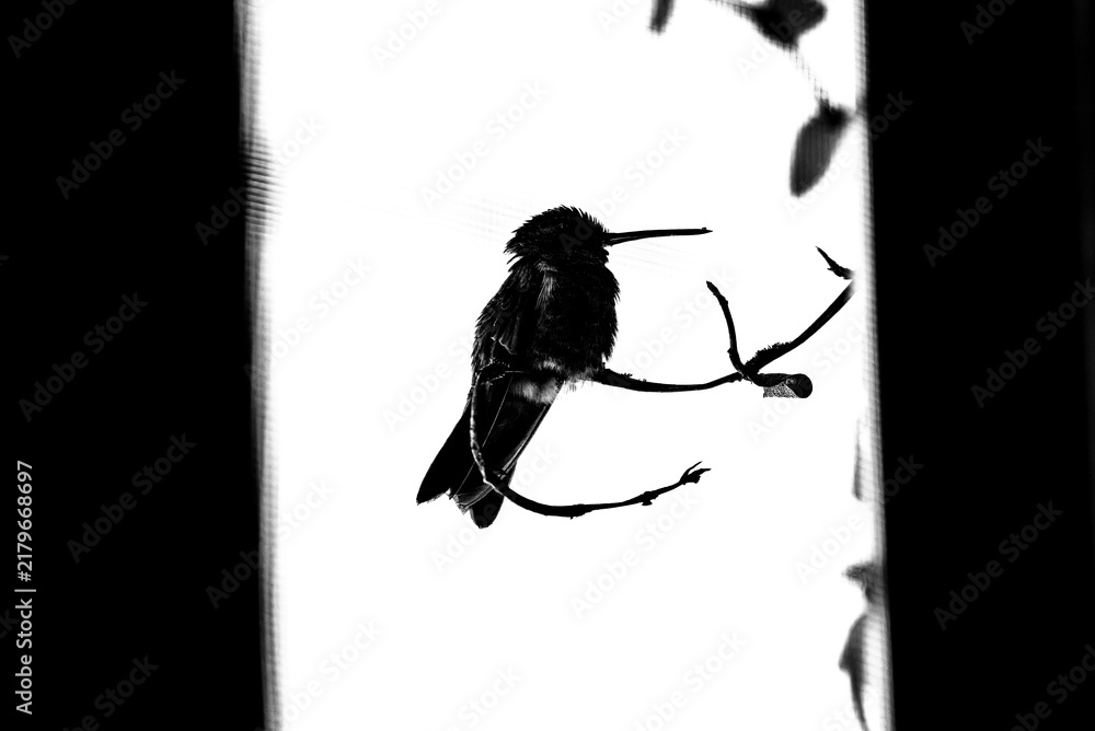 Obraz premium colibrí, ave, pájaro, naturaleza, fauna, vida silvestre, aves silvestres, colibrí en blanco y negro, fotografía en blanco y negro, alto contraste, silueta, plumaje, plumas, pico largo, ave posada, ram