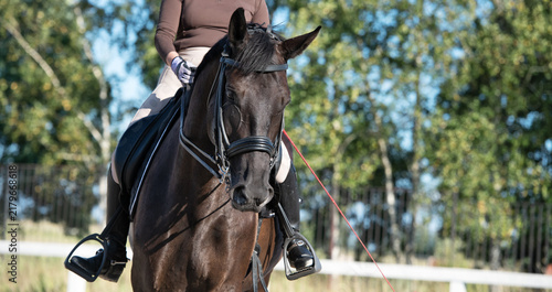 Canvas Print portrait of black beautiful dressage horse with rider working at manege at sunny day