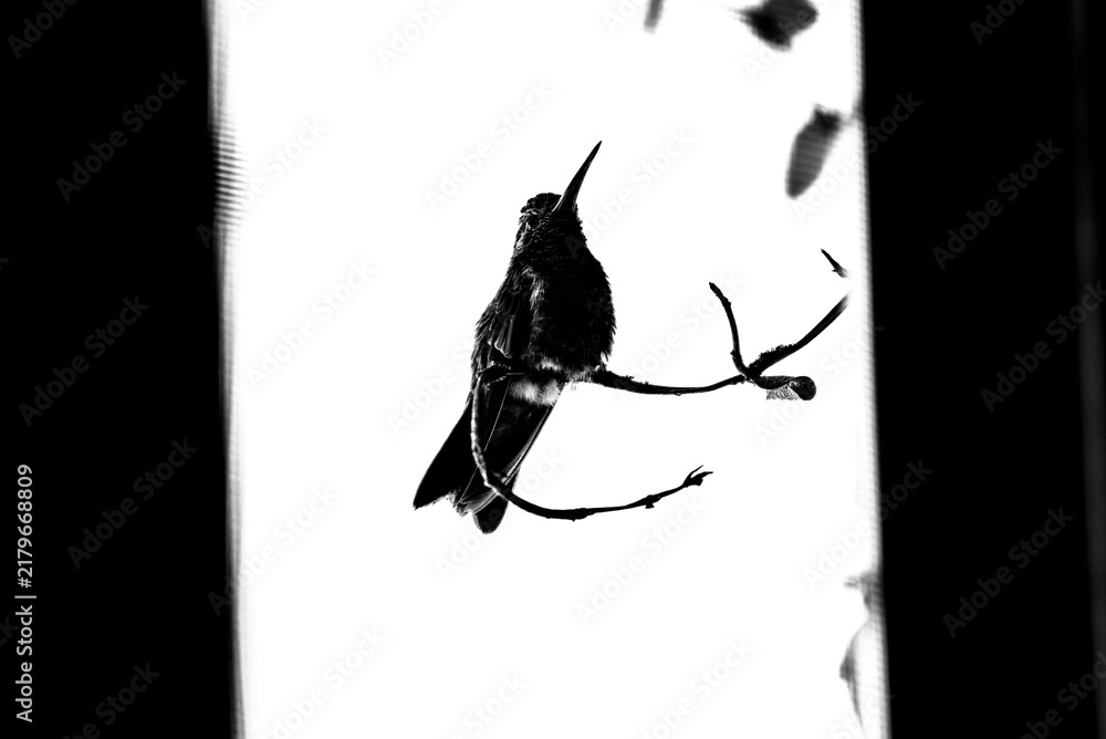 Obraz premium colibrí, ave, pájaro, naturaleza, fauna, vida silvestre, aves silvestres, colibrí en blanco y negro, fotografía en blanco y negro, alto contraste, silueta, plumaje, plumas, pico largo, ave posada, ram