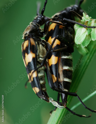 Картината върху платно Macro, Detail,Close Up Of A Pair Of Four Banded Longhorn Beetles, Leptura quadri