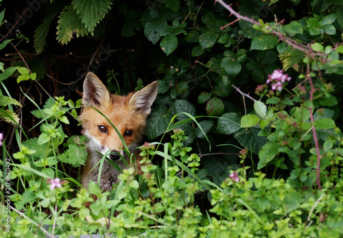 Canvas Print Young Fox Cub, Vulpes vulpes Among Flowers On A Field, New Forest, UK