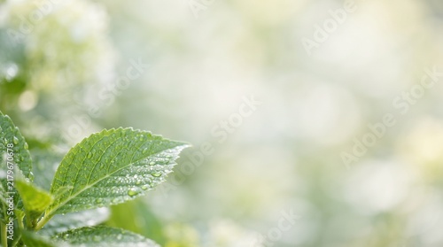 Green leaf with water droplets and bokeh light texture