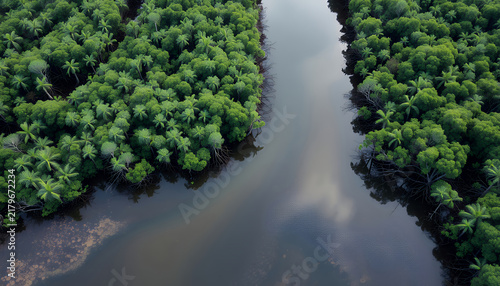 Aerial view of a winding river flowing through a lush green tropical rainforest canopy.