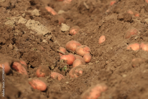 freshly harvested potatoes