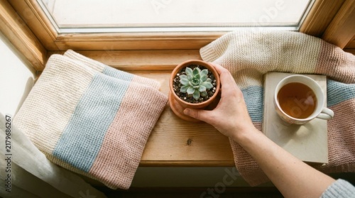 Hands Arranging Potted Succulents on Sunny Windowsill with Knitted Blanket