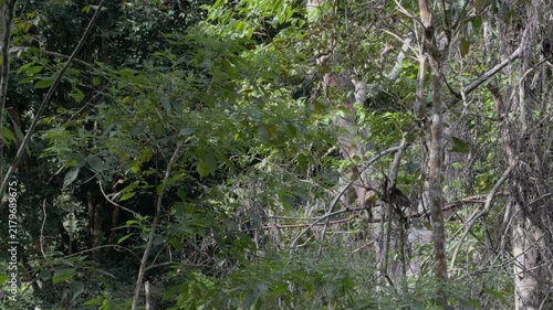 Slow Motion Monkey Moving Through Dense Forest Canopy