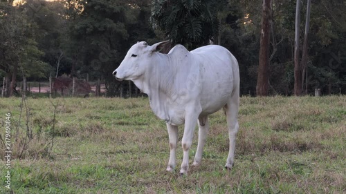 White Brahman Cattle Turning Calmly in Rural Pasture