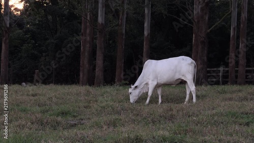White Cow Grazing Peacefully in Green Meadow by Forest