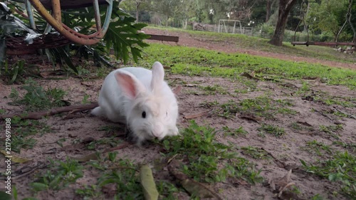 Pure White Rabbit Sniffing Grass in Quiet Garden