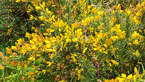 Cuadro en lienzo Small gorse (Ulex parviflorus) in full bloom, covered in numerous yellow flowers and spiny foliage in a natural setting