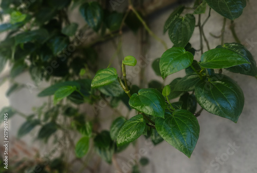 Принти на полотні This photo shows the betel leaf, known as a traditional medicinal plant and frequently used in herbal remedies, mouthwashes, or rituals
