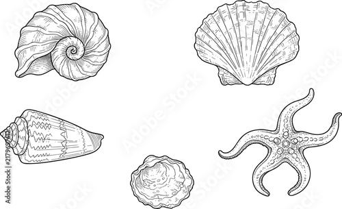 Vintage Hand Drawn Seashell Starfish and Marine Life Engraving Illustration Collection