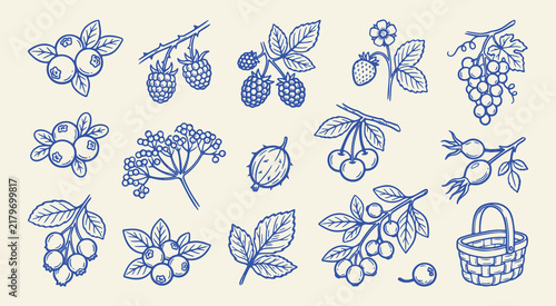 Doodle set of handdrawn forest berries and basket vector illustration
