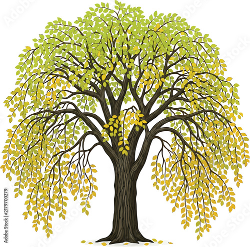 Weeping willow tree vector illustration with golden green leaves