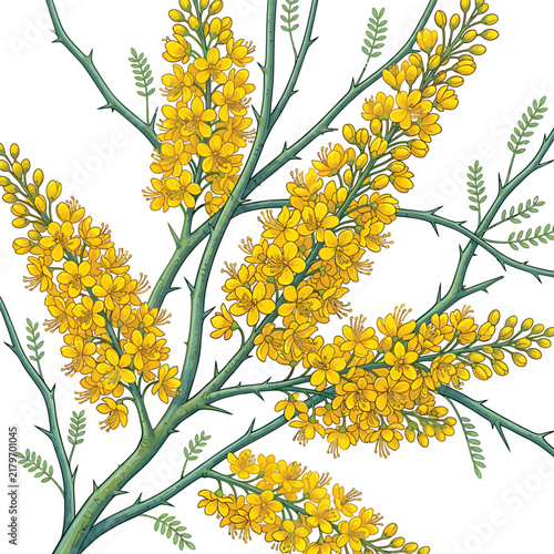 Blooming yellow acacia flowers on thorny branches in detailed vector illustration