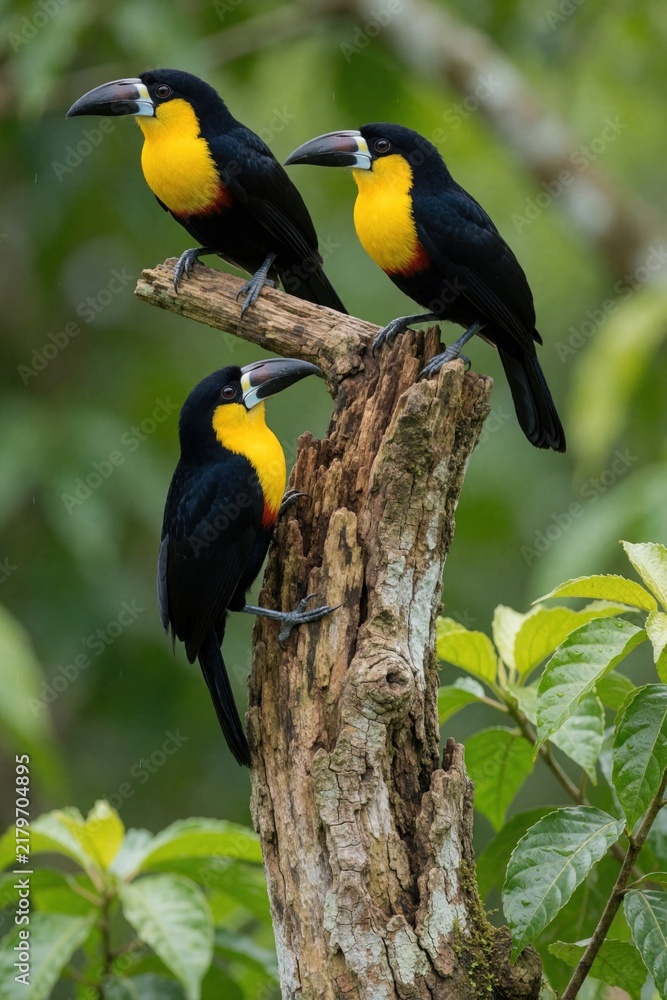 Fototapeta premium Three colorful toucans perch on rough wooden tree branch. Black feathered birds display bright yellow chests, dark beaks against green jungle foliage. Exotic avians rest together in natural habitat.