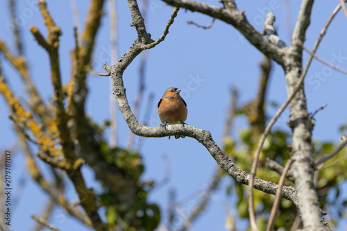 Photography Male Chaffinch on a Lichen-Covered Branch