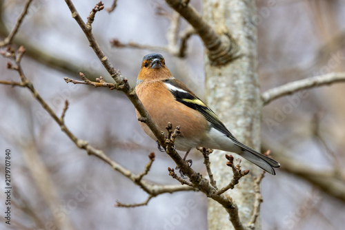 Obraz na plátně Male Chaffinch on a Branch by a Tree Trunk