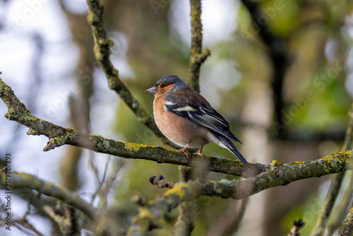 Canvastavla Male Chaffinch on a Sunlit Branch