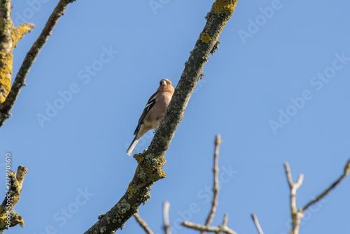 Photography Male Chaffinch on a Lichen-Covered Branch