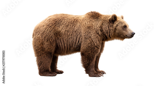 Cuadro en lienzo Brown bear standing sideways on a transparent background, png on isolated, trans