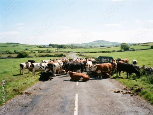 Herd of cows blocking rural country road with car waiting behind. Traffic jam with cattle on countryside road among green fields and hills. Farming, livestock and rural life concept.