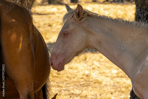Photography Caballo Albino y Madre