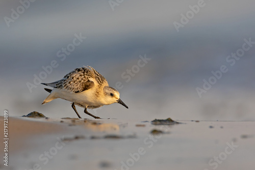 Fotografía Sanderling (Calidris alba) in a aggressive, defensive stance on a sandy beach