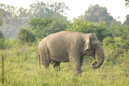 Принти на полотні Asian elephant stands in a lush green meadow within a tropical wilderness