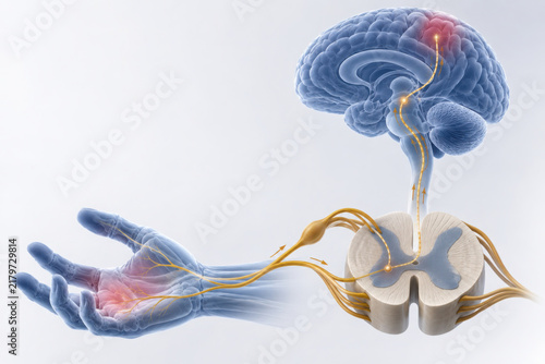 Somatic nervous system illustration showing brain spinal cord and hand with highlighted nerves and pain signals in detailed anatomical view