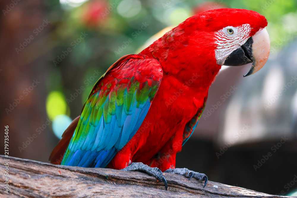 Obraz premium Colorful Scarlet Macaw Perched on Branch, Full Body Portrait