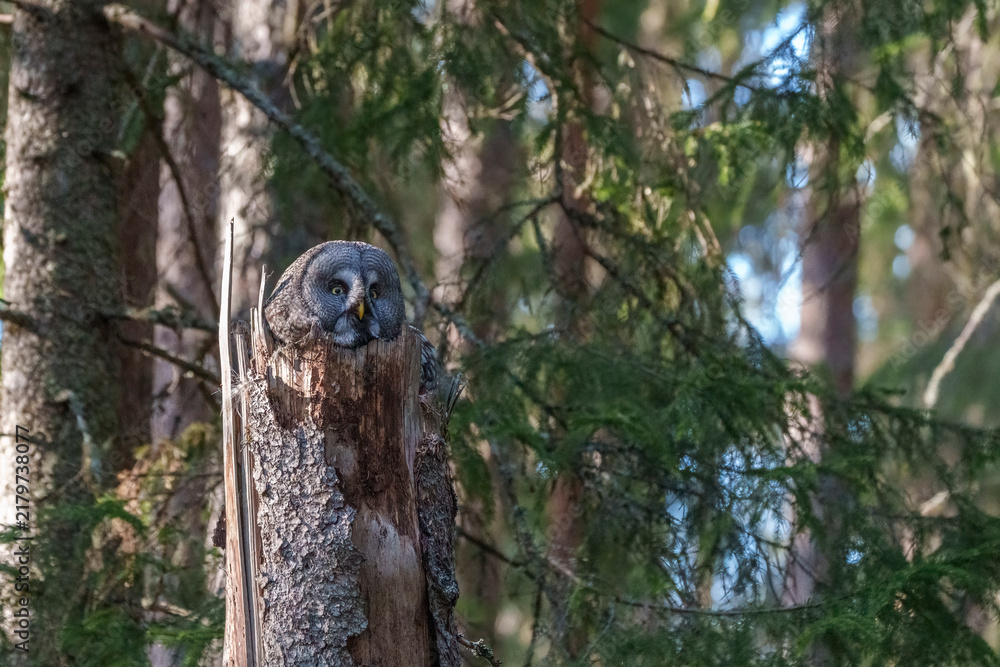 Fototapeta premium Great grey owl, Strix nebulosa