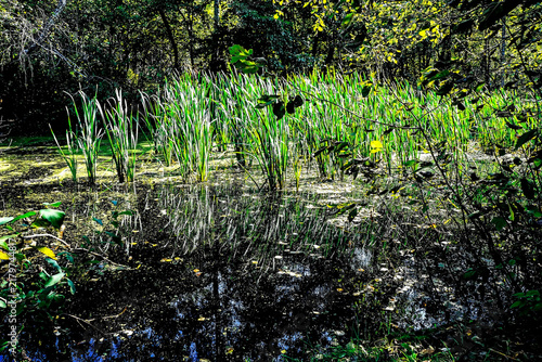 Canvastavla green reeds in the swamp