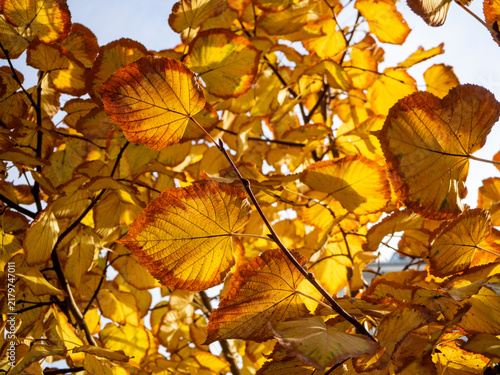 Fotografie Serrated autumn leaves of the small-leaved linden, backlit by the sun