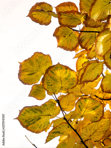Quadro su tela Autumn linden leaves on branches, isolated on a white background