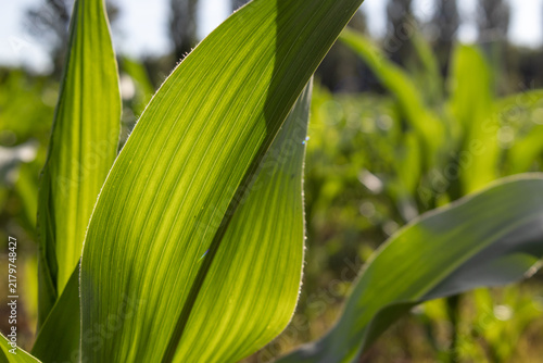 Corn leaves are shown in detail as they grow in a field. The sunlight shines through the leaves, highlighting their structure. This scene captures a moment in rural agriculture
