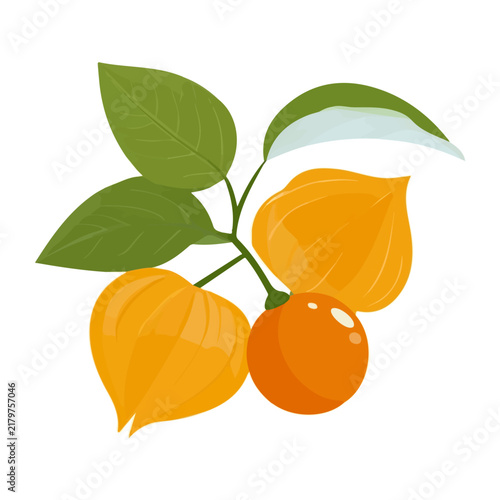 Simple flat 2D vector graphic of a Goldenberry Physalis in modern icon style, isolated on a white canvas