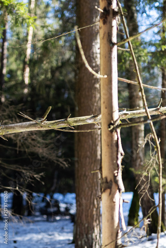 Konstfotografi Serene forest setting highlighting delicate pine trunk bathed in gentle winter d