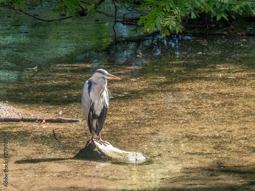 Bild auf Leinwand portrait of a grey heron ardea cinerea standing on a rock in The River Itchen Wi